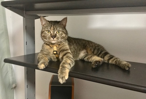 my cat laying on the desk, gazing forward.